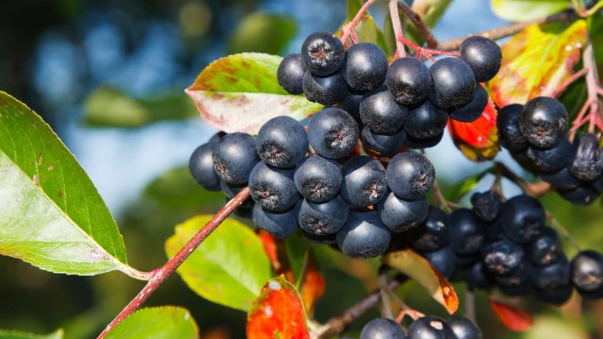 Рябина черноплодная (Aronia melanocarpa)