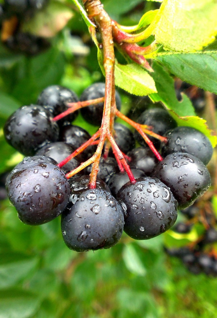 Арония черноплодная (Aronia melanocarpa)