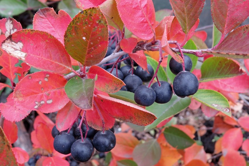 Арония черноплодная (Aronia melanocarpa)