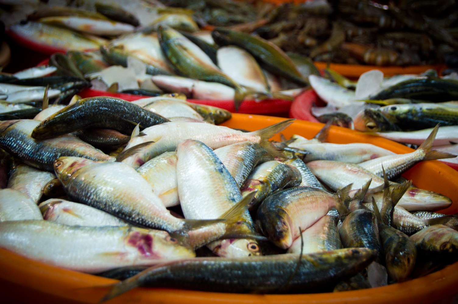 Можно купить свежую рыбу. Рыбная продукция. Рыба в Армении. Рыба мелочь. Рыба из Армении.