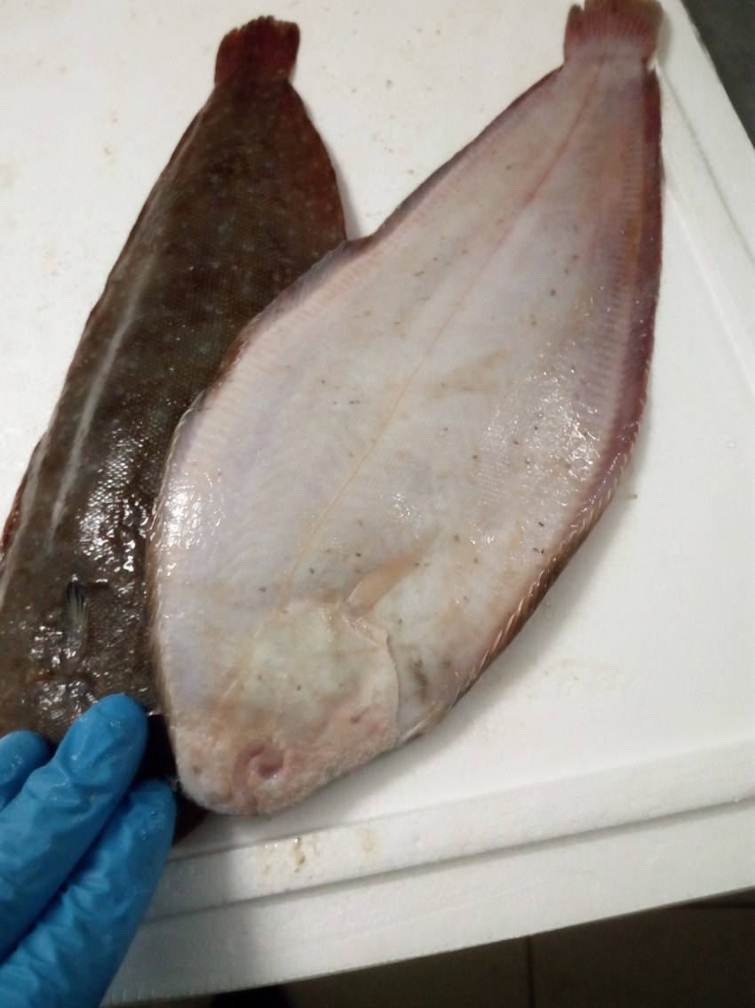 Солея морской язык