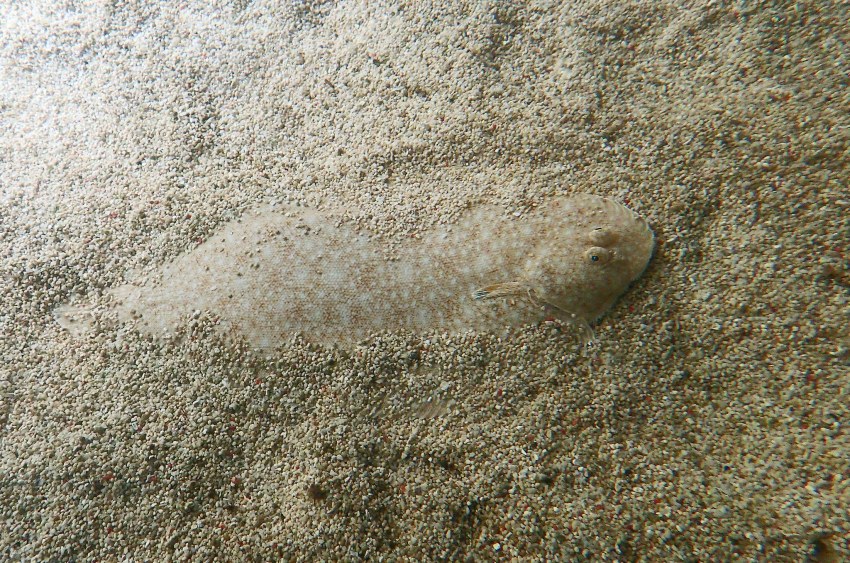 Pangasianodon hypophthalmus филе