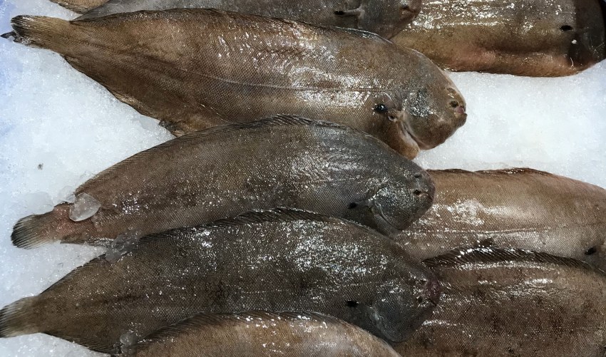 Камбала морской язык