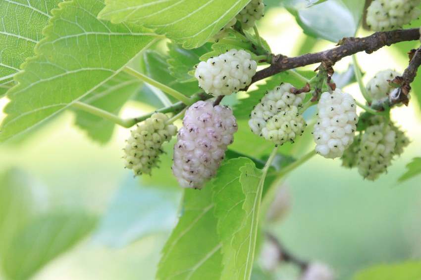 Mulberry diseases