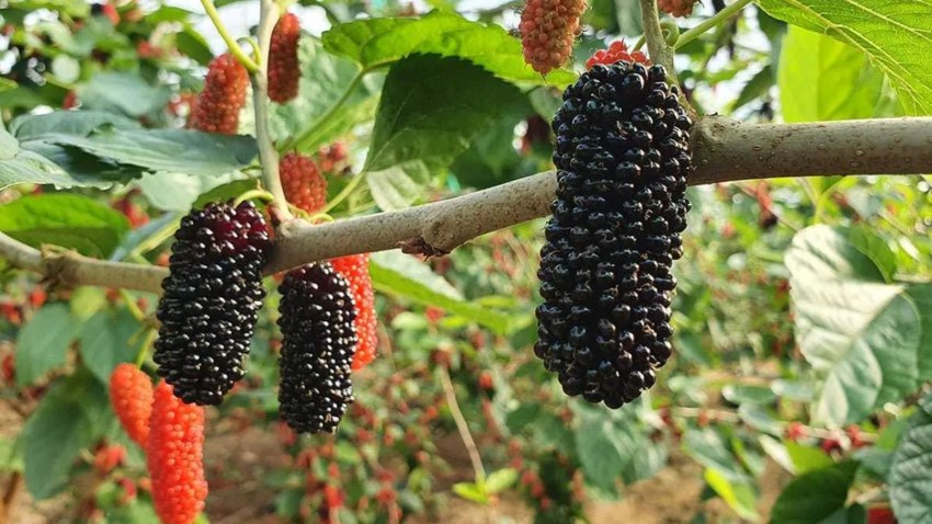 Шелковица красная (Morus rubra) -