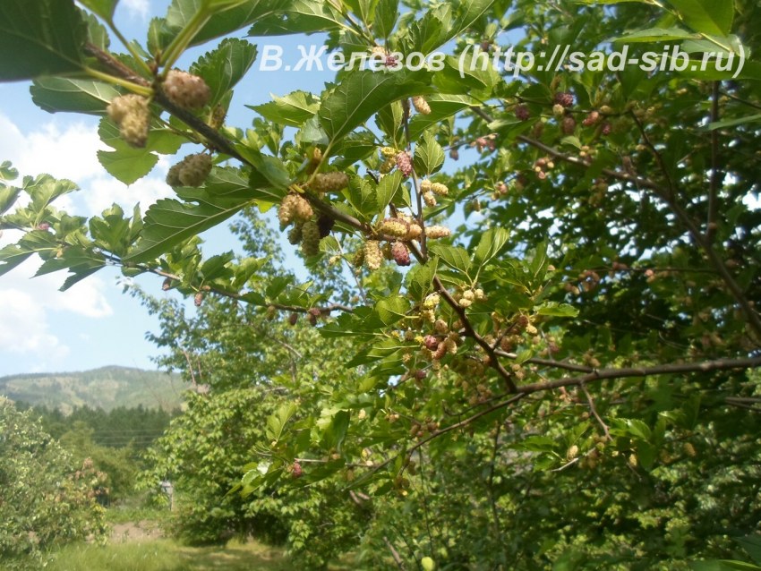 Плоды разных деревьев