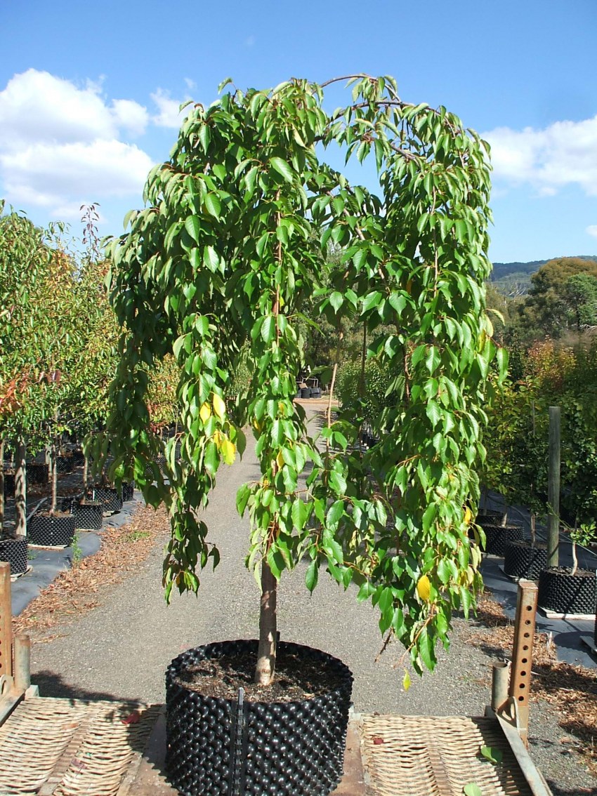 Big long Mulberry Fruit Tree