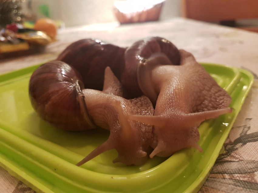 Шампиньоны маринованные магазинные