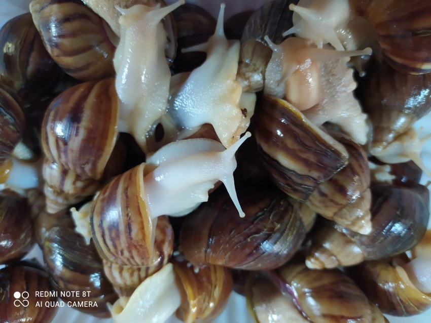 Helix aspersa Muller