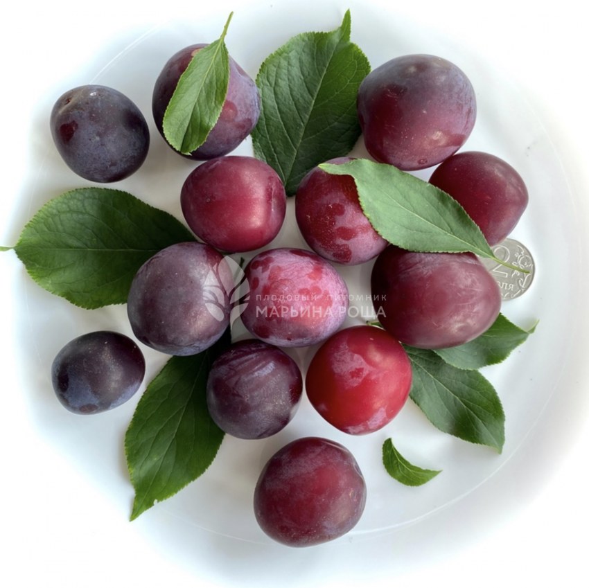 Ciruela фрукт