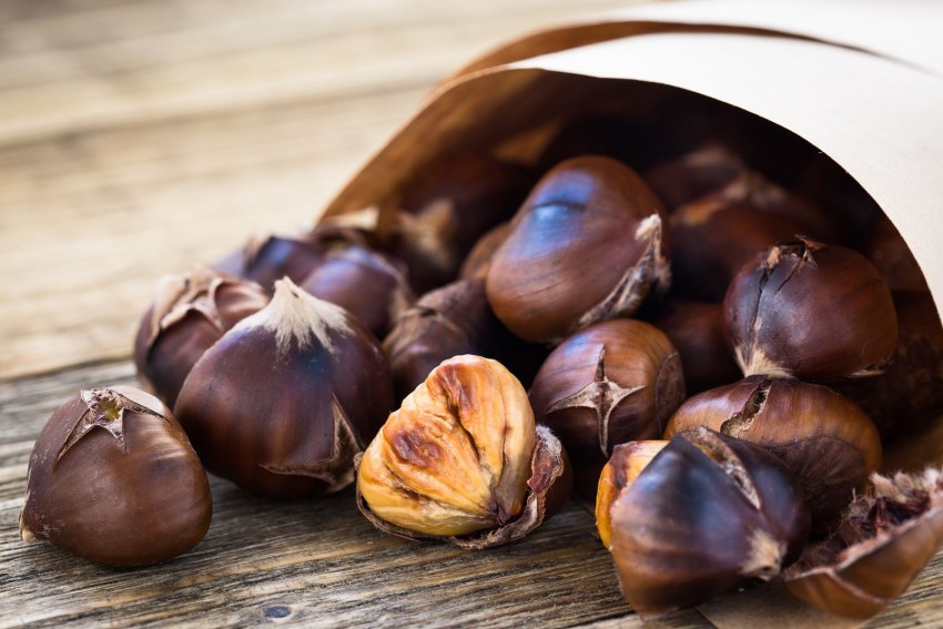 Chestnut eat