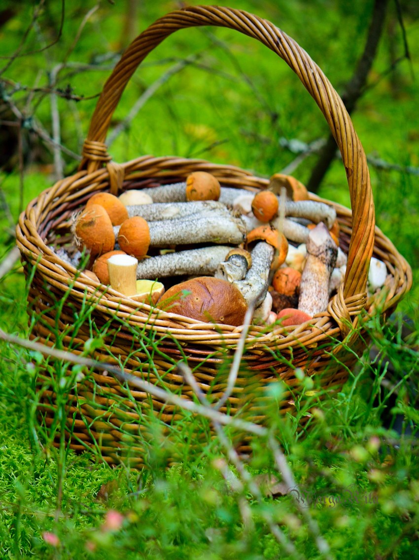 Корзинка с грибами