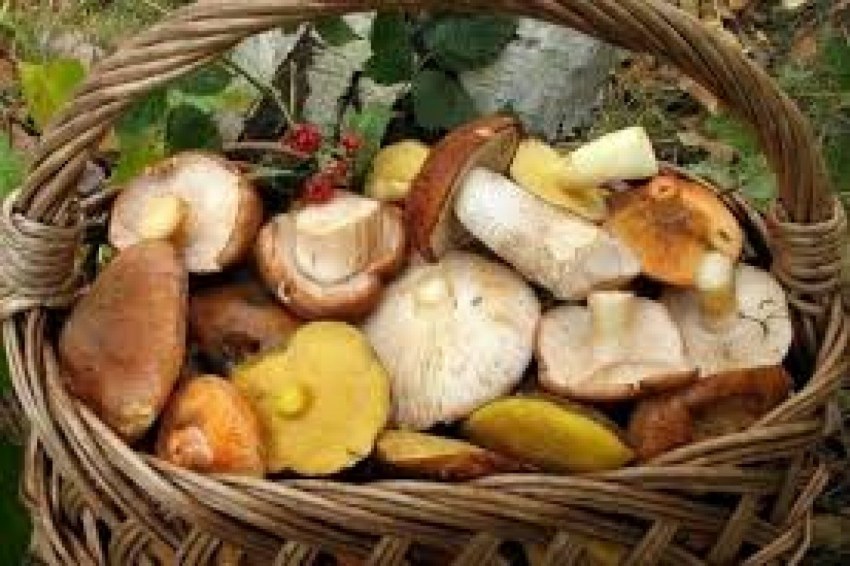 Корзинка с разными грибами