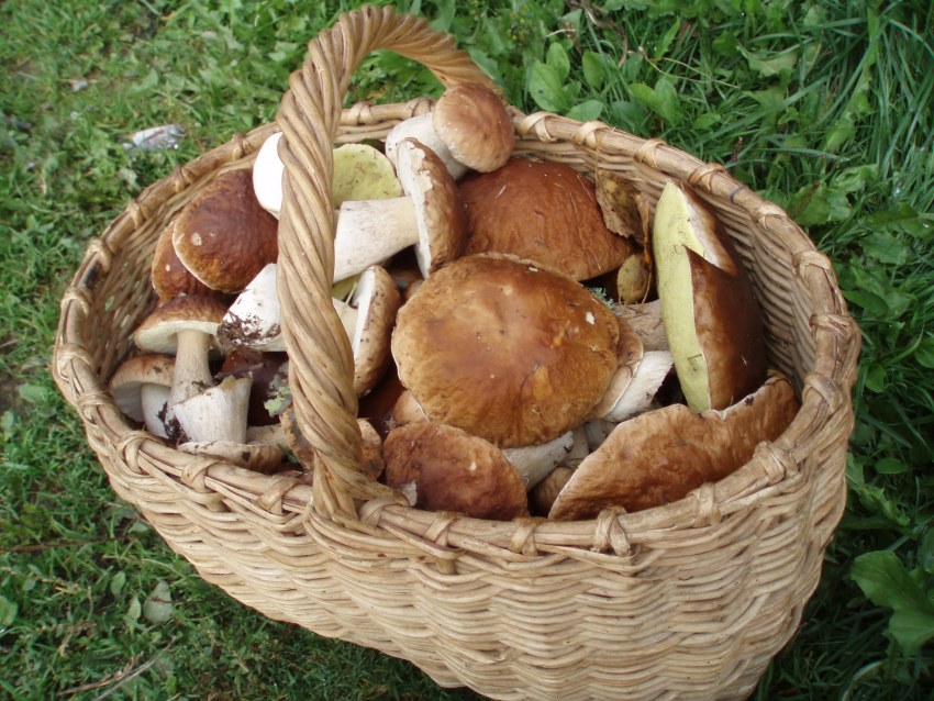 Натюрморт с грибами