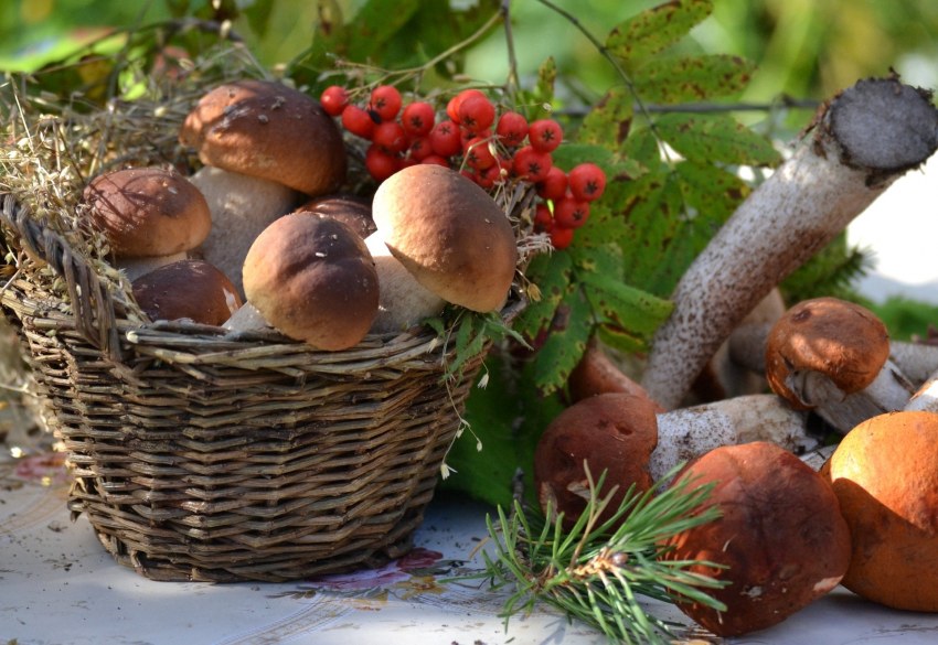 Корзинка с лесными дарами