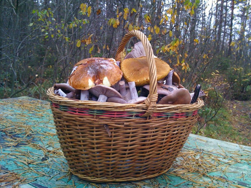 Корзина с грибами