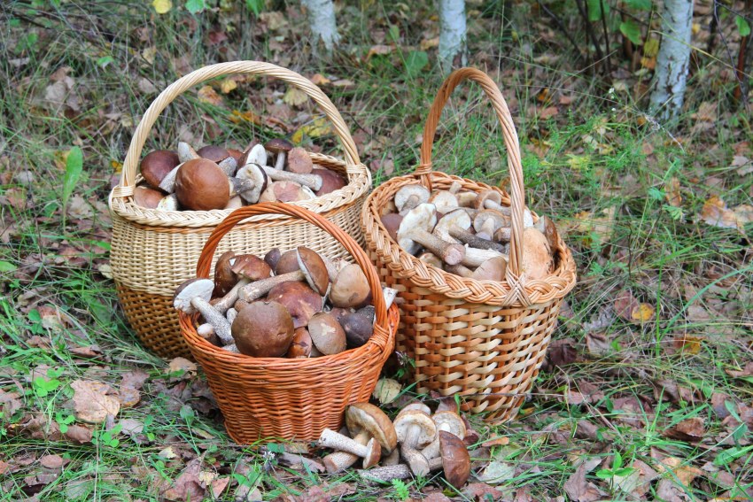 Корзина с грибами