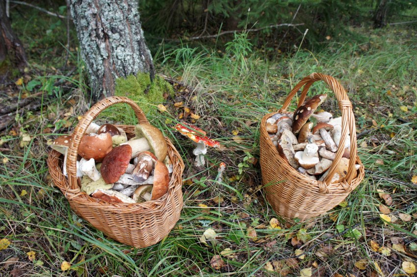 Корзина с грибами