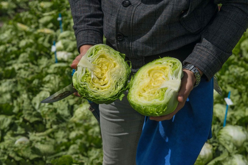 Iceberg Salad