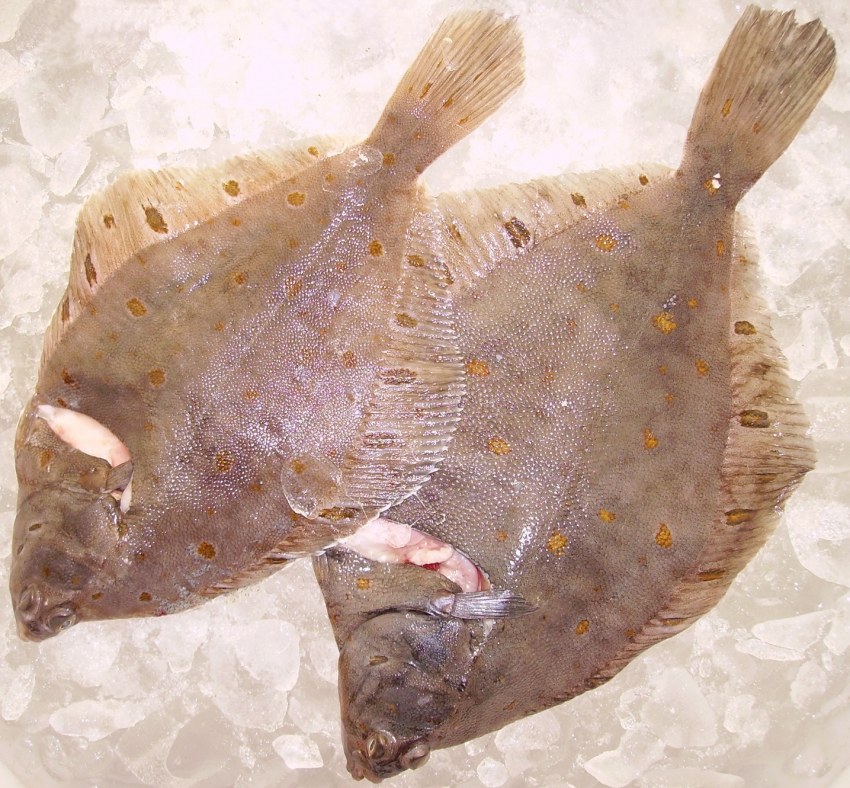 Turbot рыба