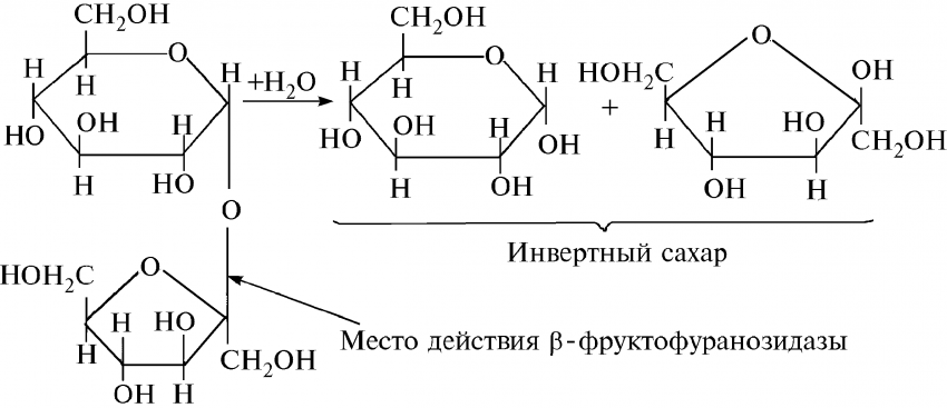Ферментативный гидролиз сахарозы. Ферментативный гидролиз сахарозы уравнение. Фермент катализирующий гидролиз сахарозы. Реакция гидролиза сахарозы формула.
