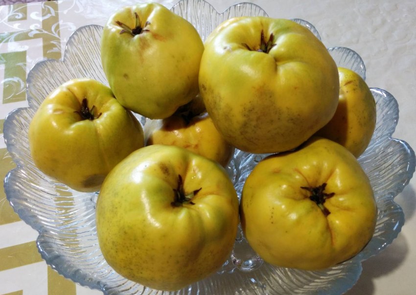 Айва сушеная для компота