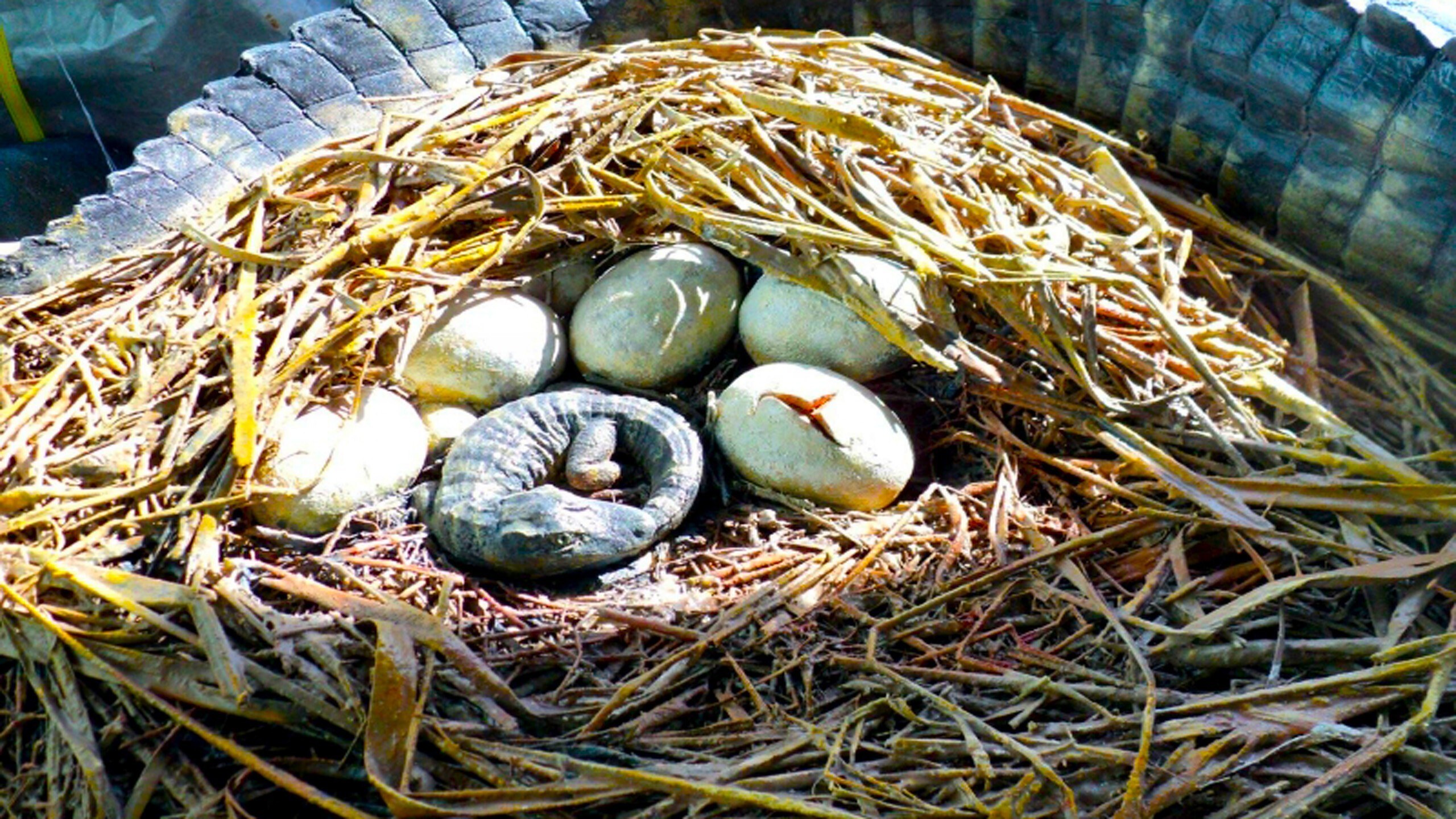 змеиные яйца фото