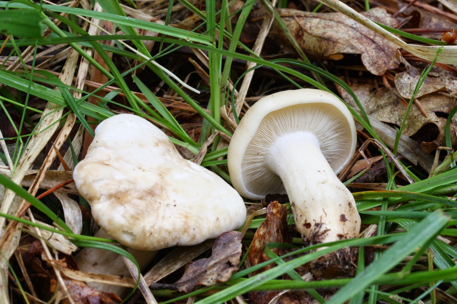 Рядовка майская где. Грибы майские рядовки. Майский гриб Calocybe gambosa. Гриб рядовка белая Майская. Рядовка Майская Calocybe gambosa.