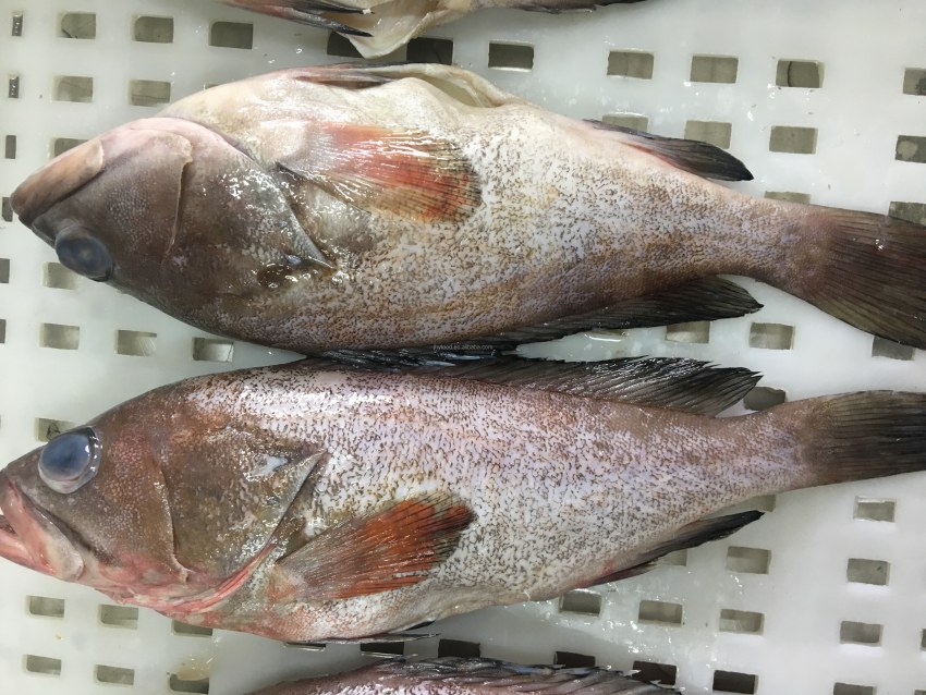 Окунь морской свежемороженый