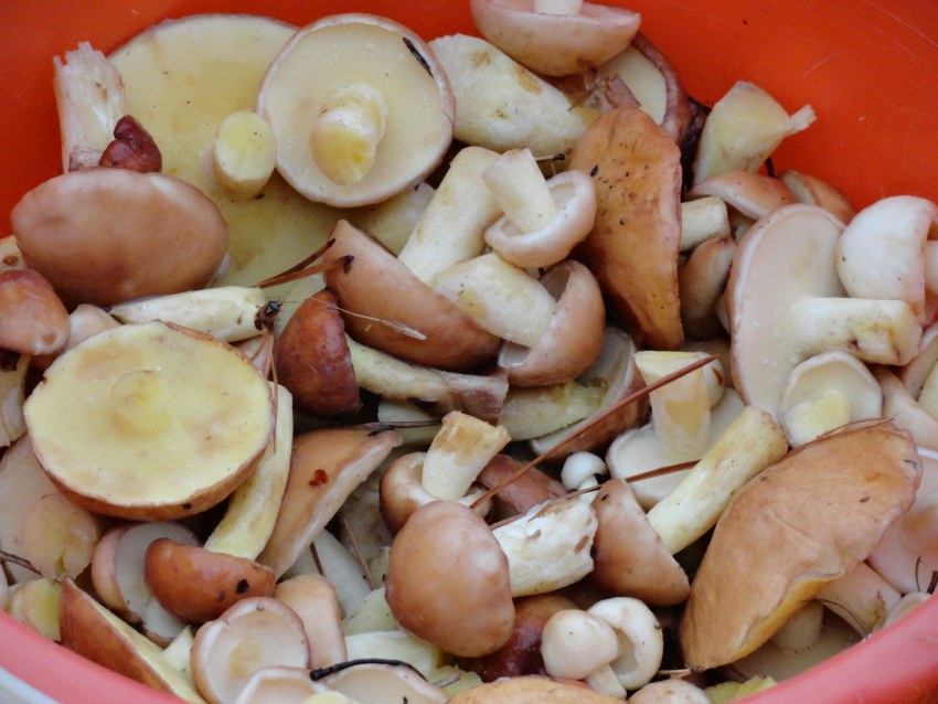 Russula sanguinea