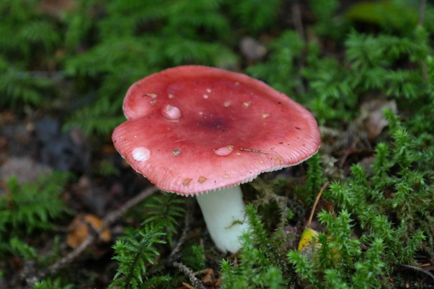 Russula torulosa