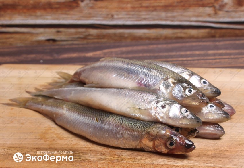 Золотая корюшка Аргентина