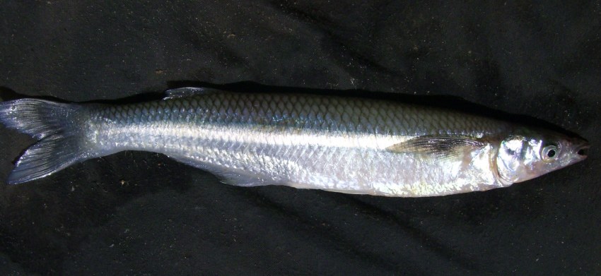 Шпрот Европейский (Sprattus Sprattus)