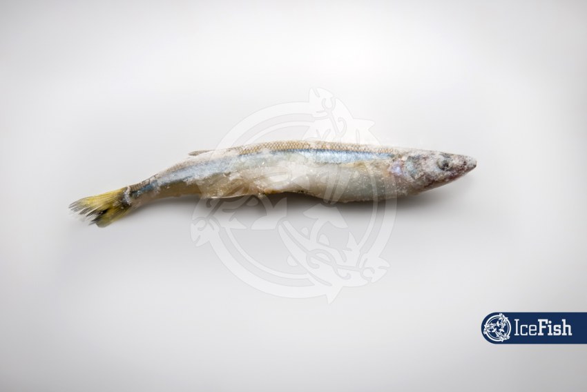 Корюшка Северная