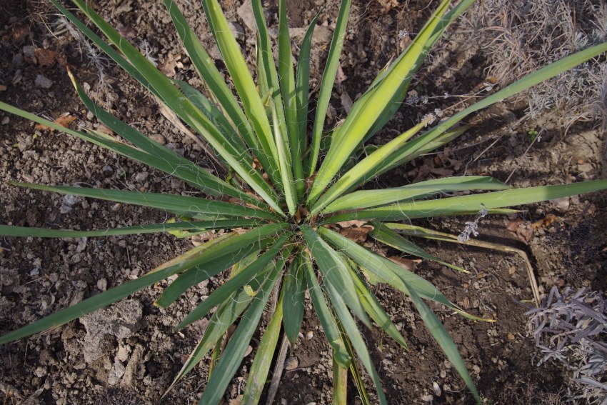 Yucca корни
