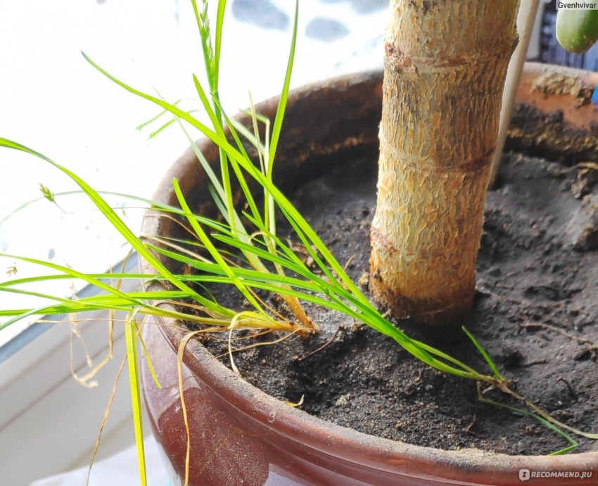 Юкка нитчатая (Yucca)