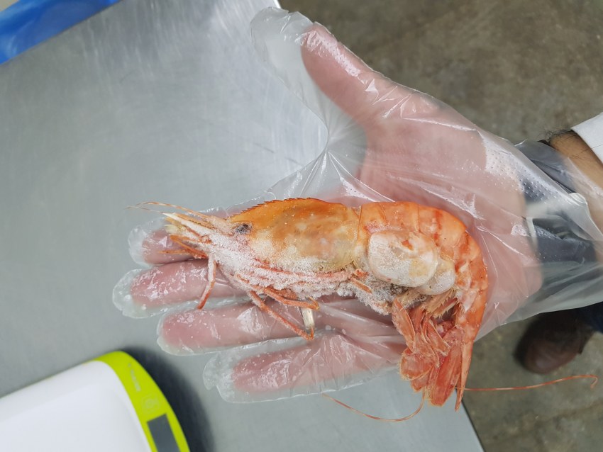 Салат с морепродуктами и красной икрой