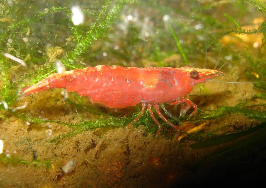 Neocaridina самки