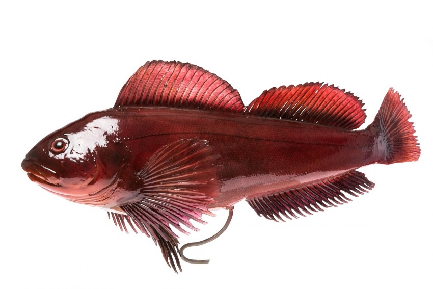 Ophiodon elongatus