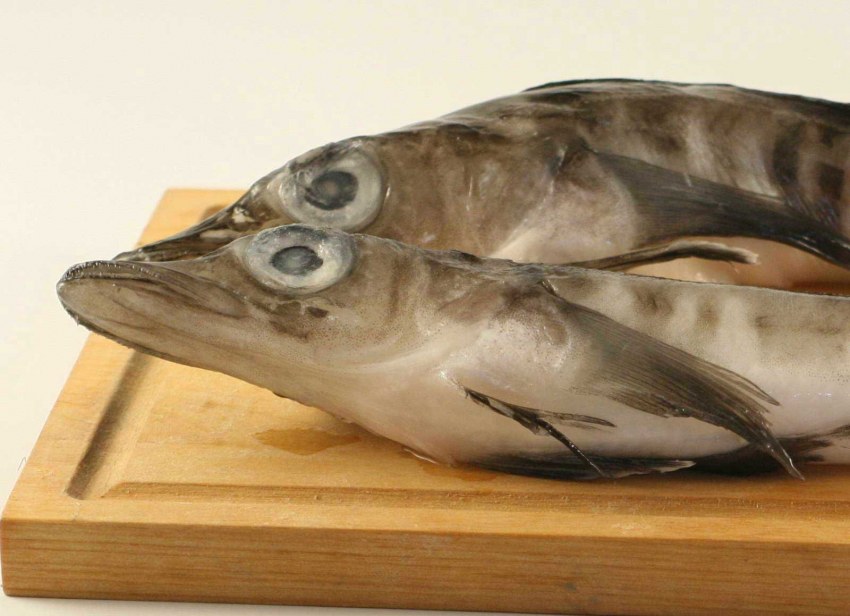 Ледяная рыба Живая