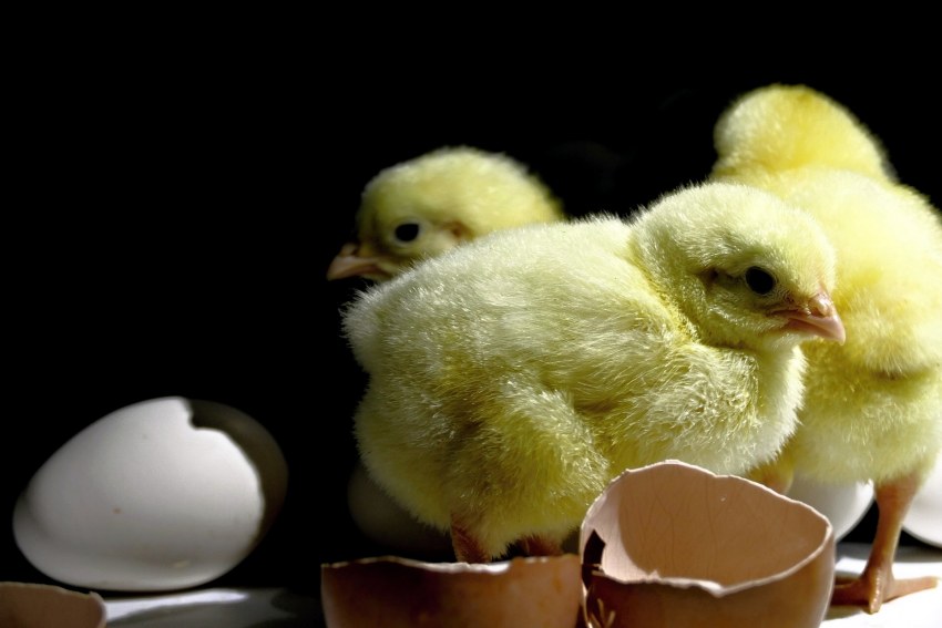 Курица Silkie