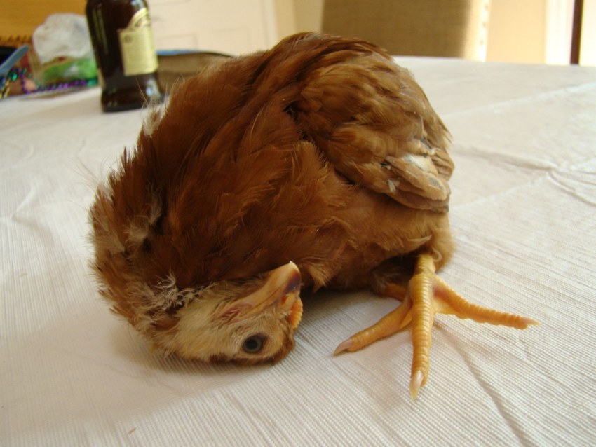 Кошка и Курочка