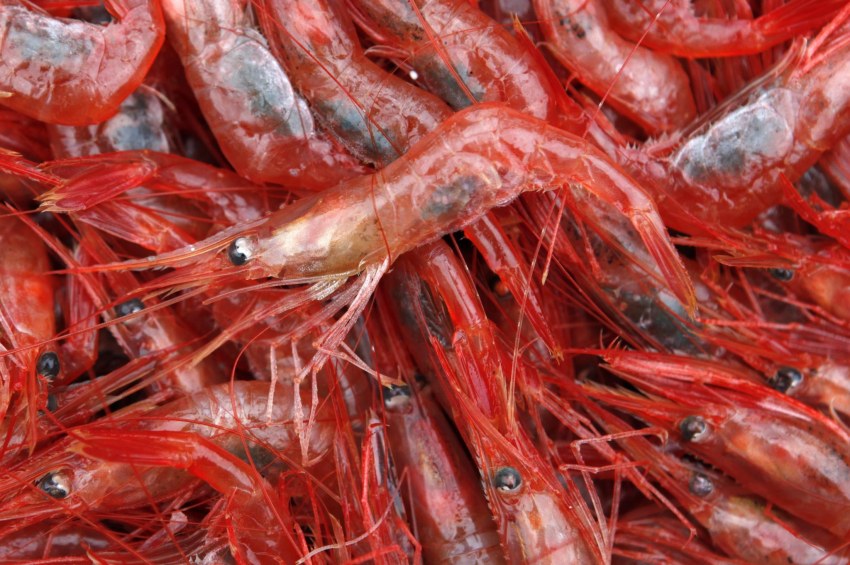 Креветки Северные Shrimp