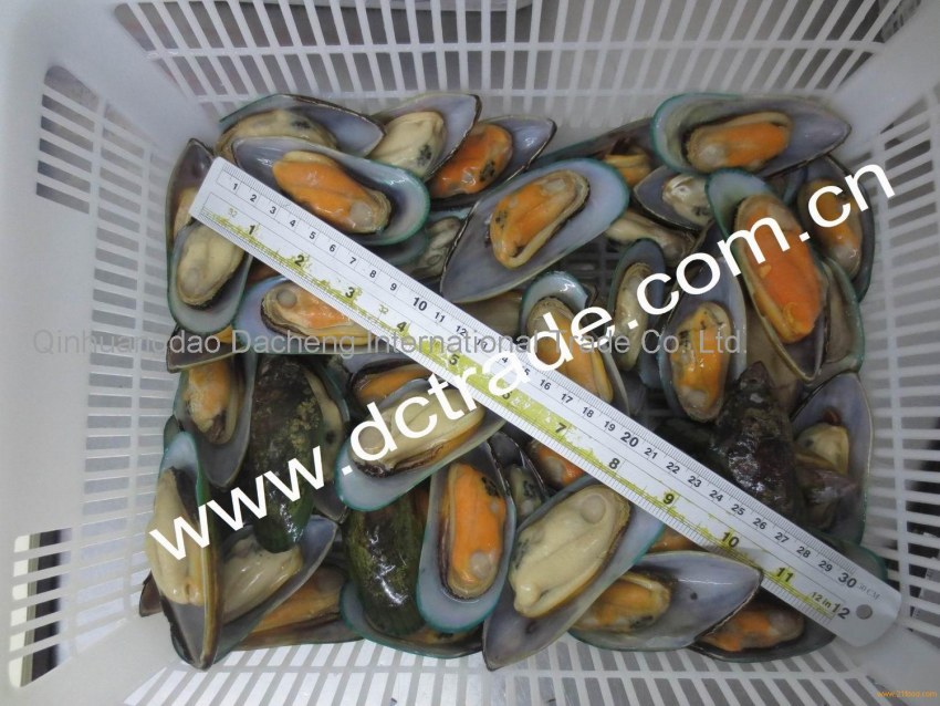 Мидии Greenshell Mussels