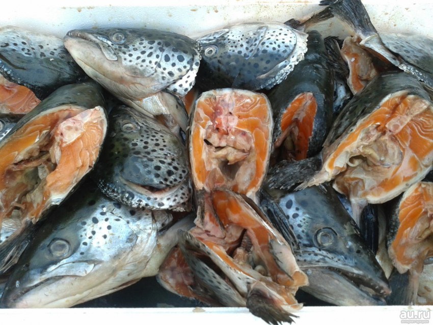 Голова семги