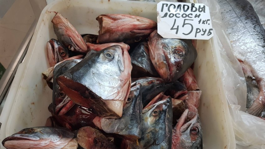 Миграция лосося