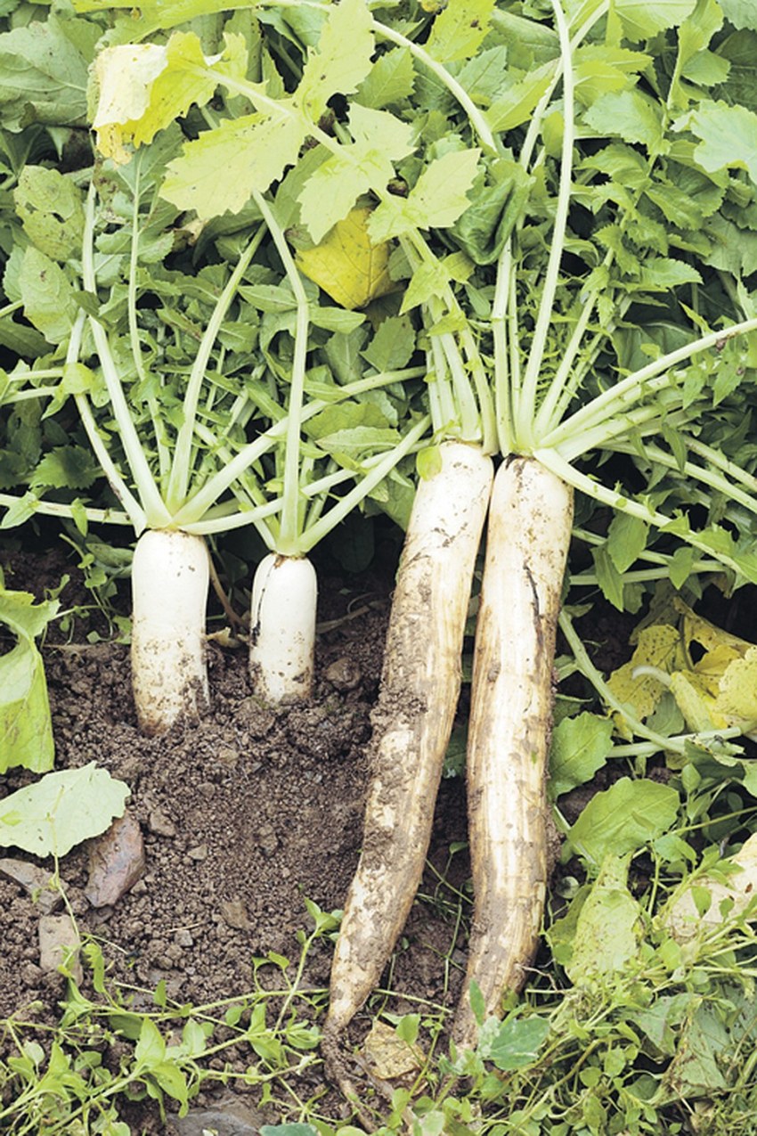 Корнеплоды редька дайкон