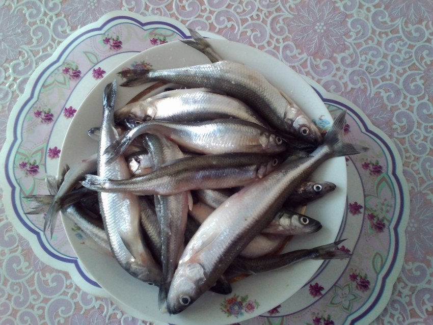 Корюшка соленая