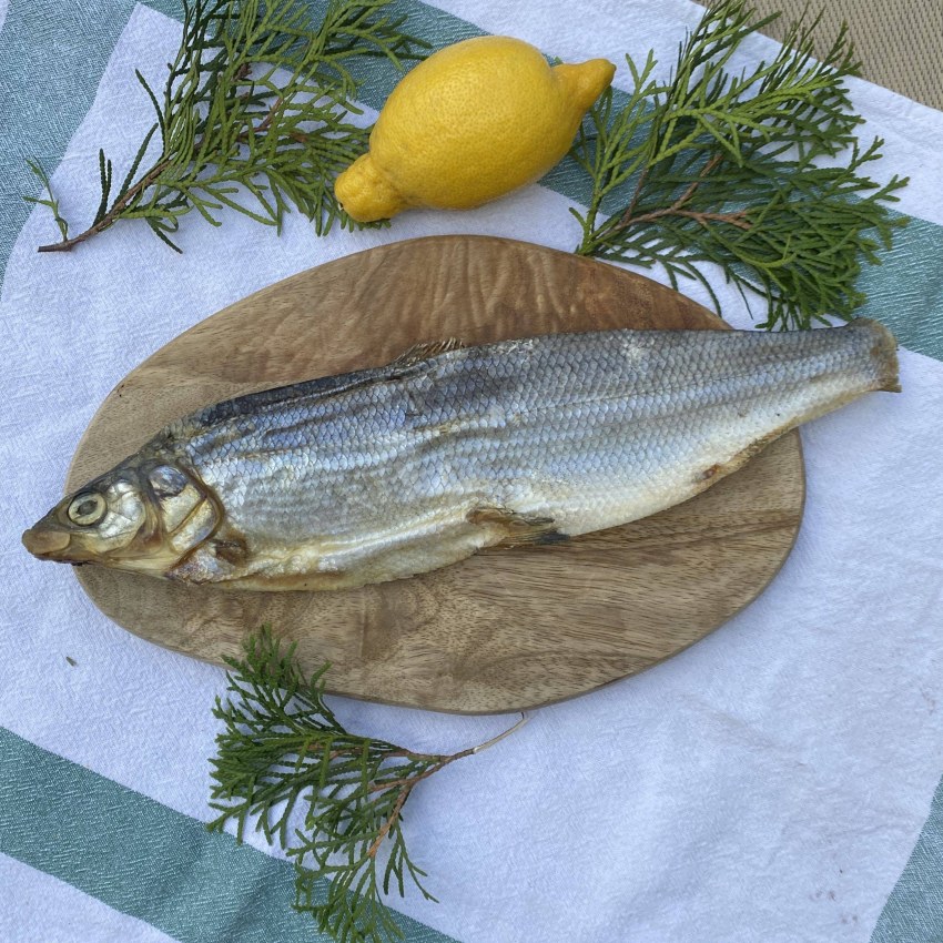 Пелядь, муксун