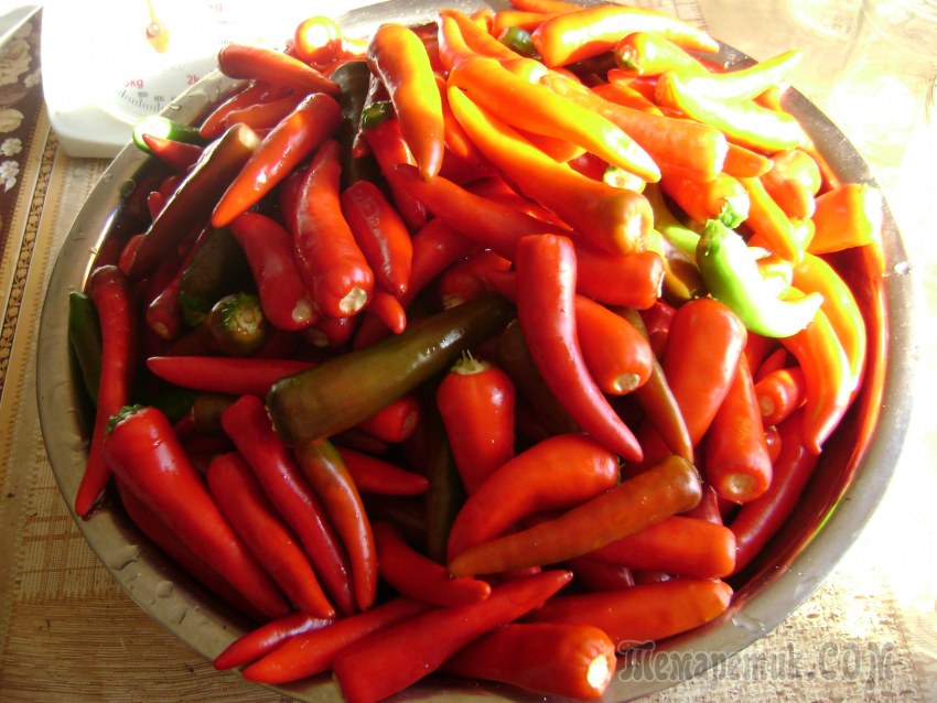 Горький перец бочковой